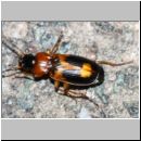 Badister bullatus - Laufkaefer 01b 6mm - Sandgrube Niedringhaussee.jpg